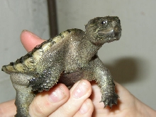 Snapper