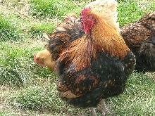 gold laced orp cockerel