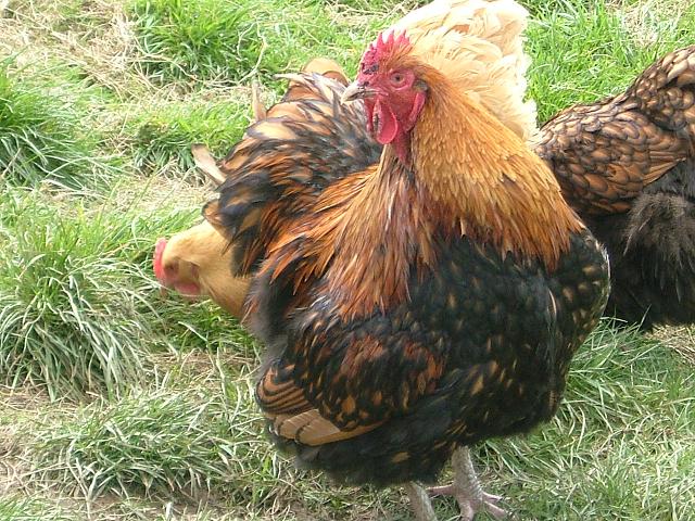 gold laced orp cockerel