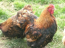 gold laced orp cockerel