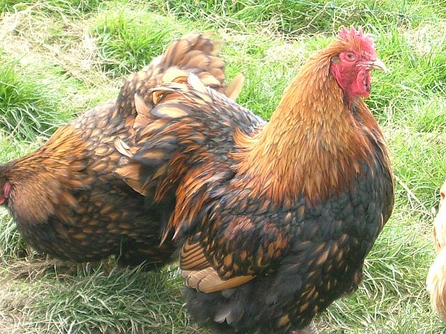 gold laced orp cockerel