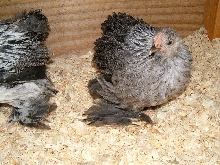silver partridge pekin