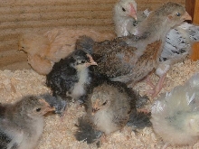 chicks