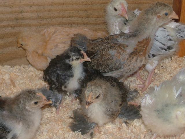 chicks