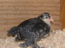 sabelpoot chick