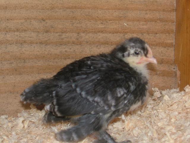 sabelpoot chick