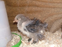 silver partridge pekin