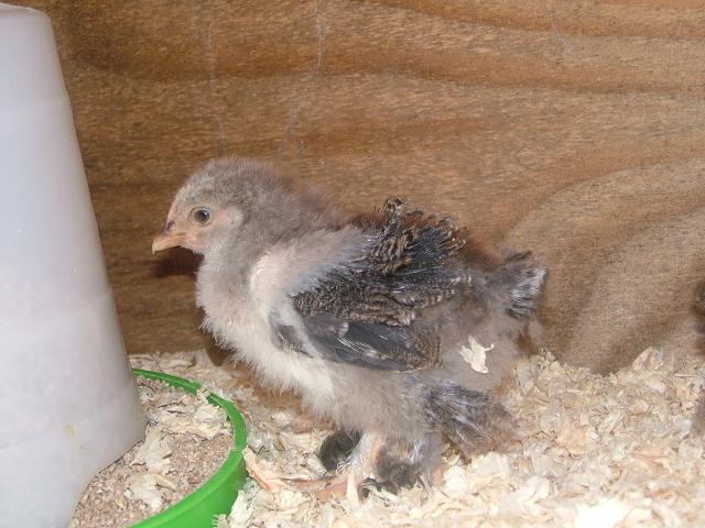 silver partridge pekin