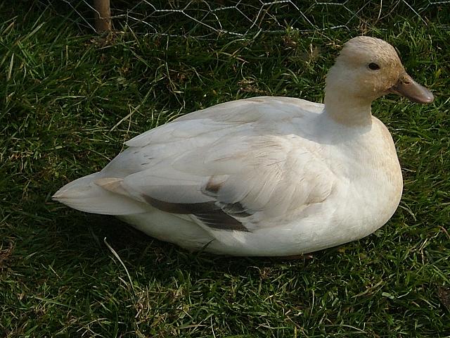 duck