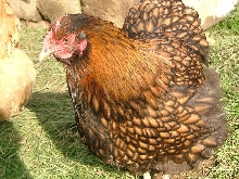 gold laced orp hen