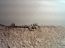 My Kingsnake Dude