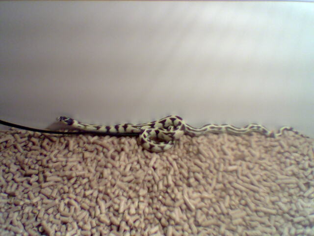 My Kingsnake Dude