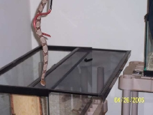 contortrix
