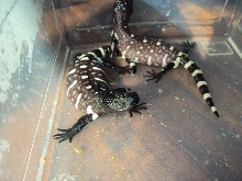 bathin babies