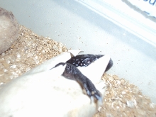sleepin hatchlin rio