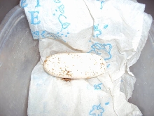 1st Rio Egg 2010!
