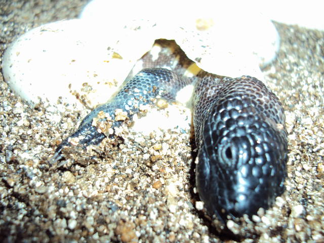 1st baby rio