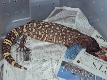 Female beaded 16 days after breeding