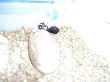 first baby Cinctum for Jurassic pets of 2012