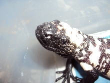 1st baby cinctum jurassic pets 2012