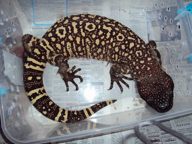 meathead my favorite beaded