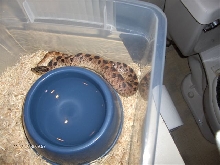 southern hognose