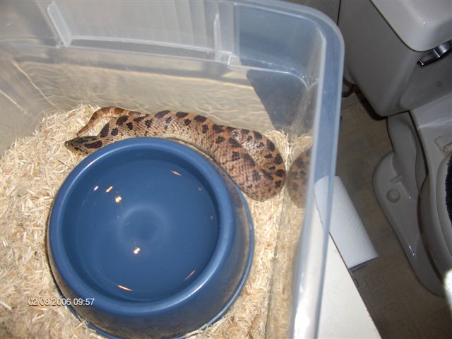 southern hognose