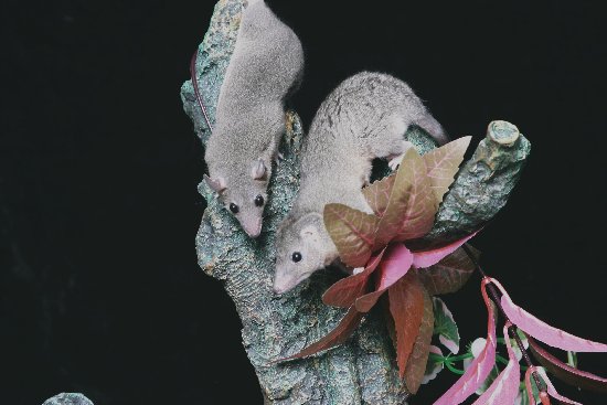 Kisak and suki-da together