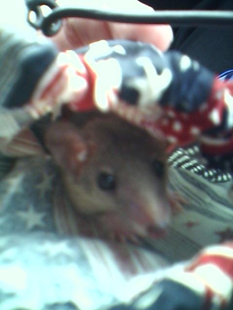 suki-da's coming home photo