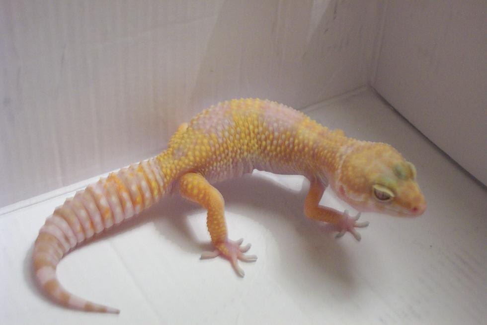 Nimbus 1