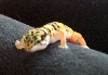 Pico1