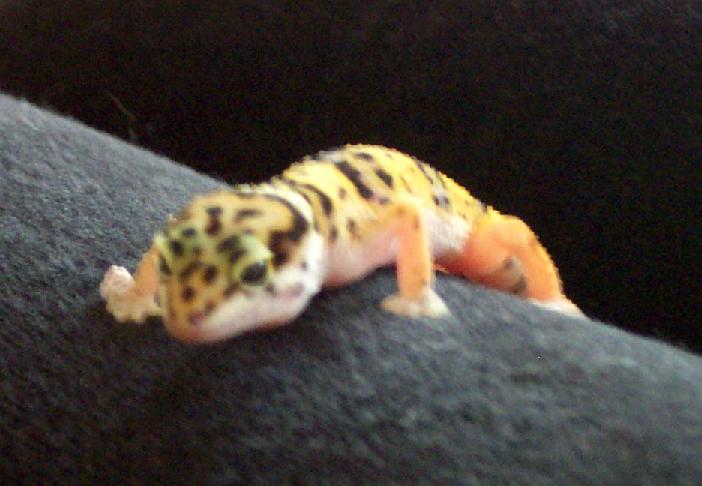 Pico1
