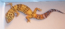 Pico Yellow