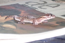 Central American Banded Gecko