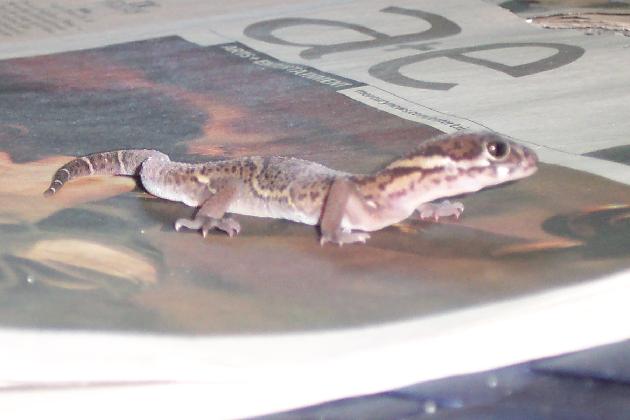 Central American Banded Gecko