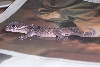 Central American Banded Gecko