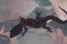 Central American Banded Gecko