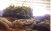 Humid Hide