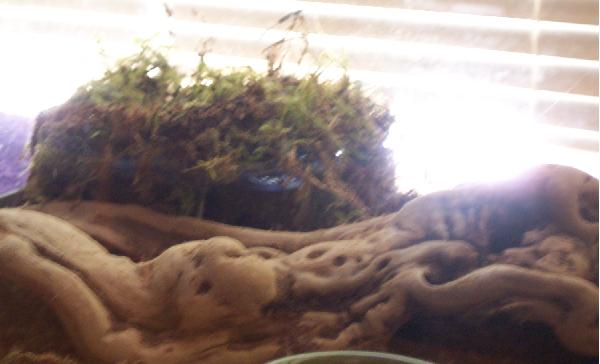 Humid Hide