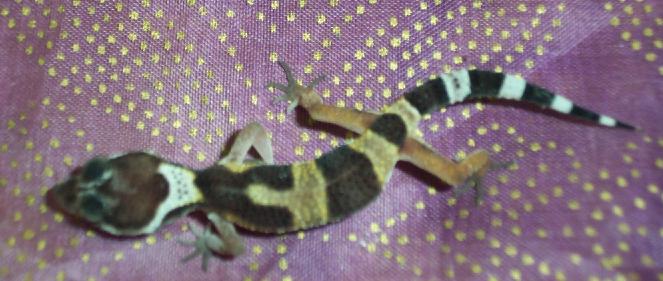 emaciated 2