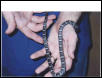 charcorn (anerythristic type b)