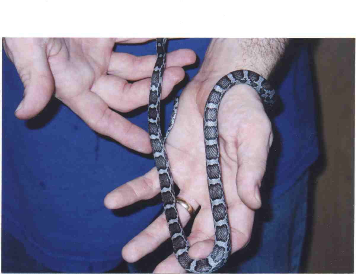 charcorn (anerythristic type b)