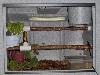 arescage1