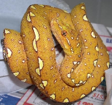 0.0.1 Biak Green Tree Python