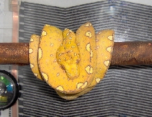 Biak2
