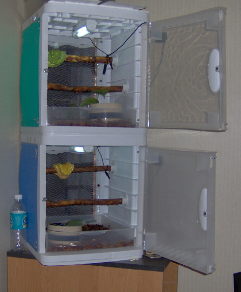 chondro condo