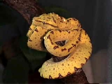 0.0.1 Jayapura Green Tree Python