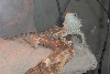 pern1