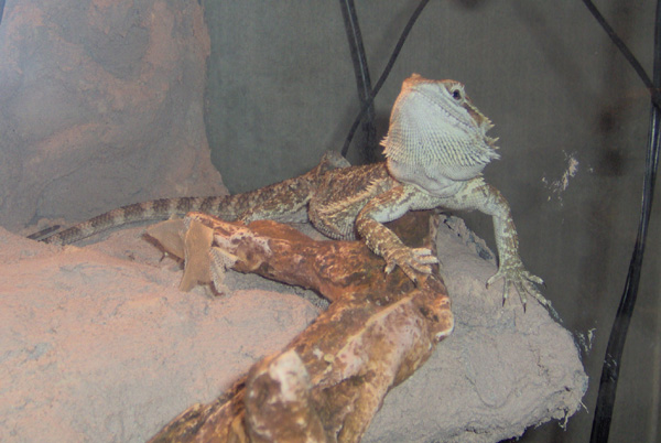 pern1