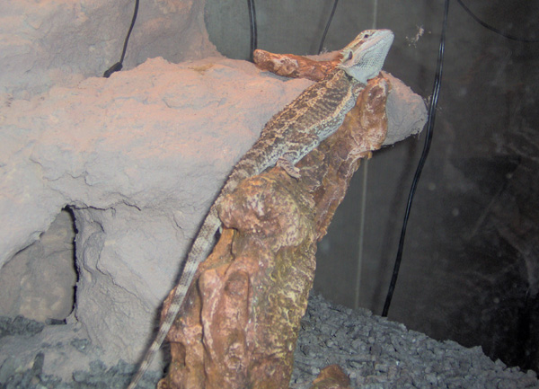 Pern at 4 months